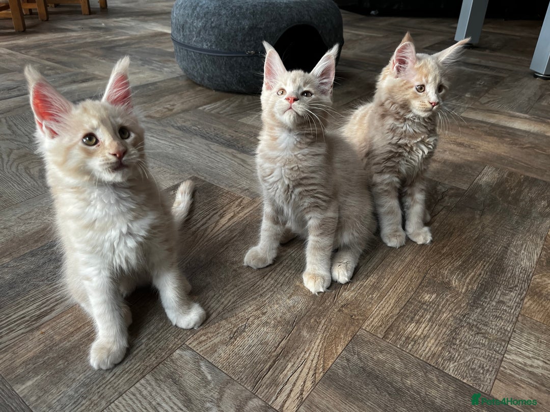 Maine Coon cats for sale: 2 Cream MC kittens ready for their fur-ever homes - Image 4