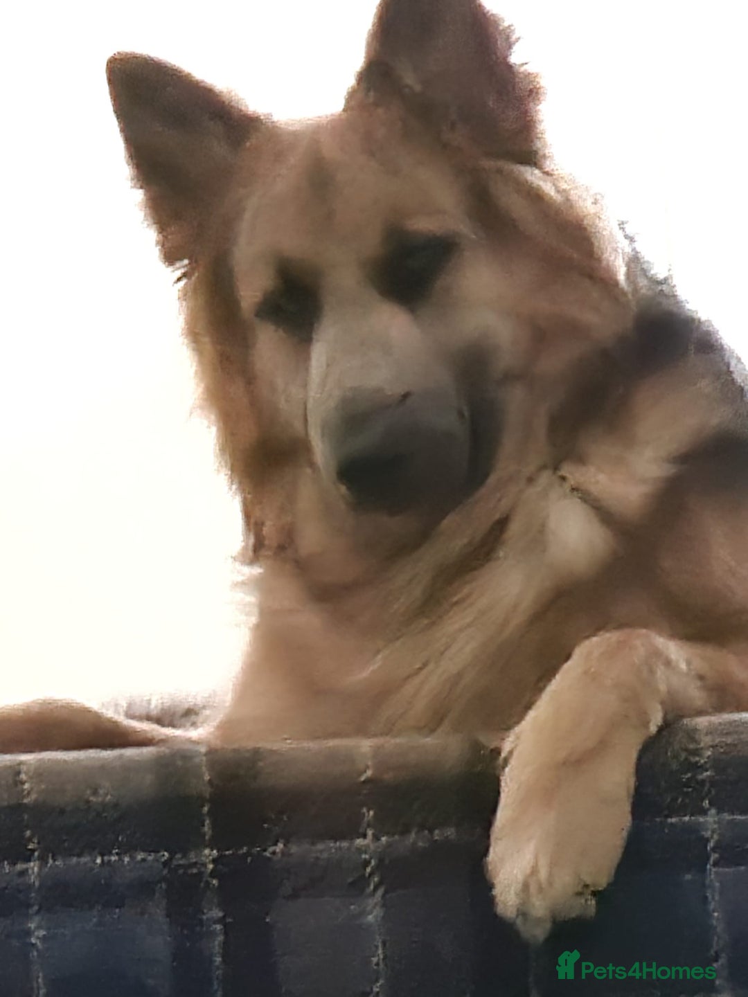 German Shepherd dogs for sale: German shepherd  - Advert 3