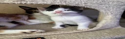 Mixed Breed cats for sale: 2 beautiful boys looking for homes. - Advert 6