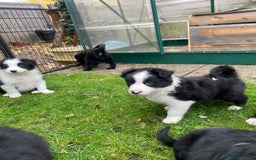 Border Collie dogs for sale: 🏡 Smart, Sweet Border Collie Pups Await You!" - Image 32