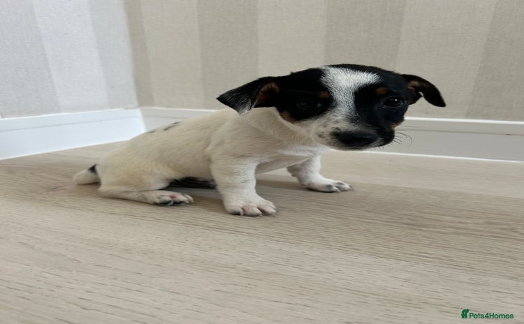 Mixed Breed dogs - Advert 1