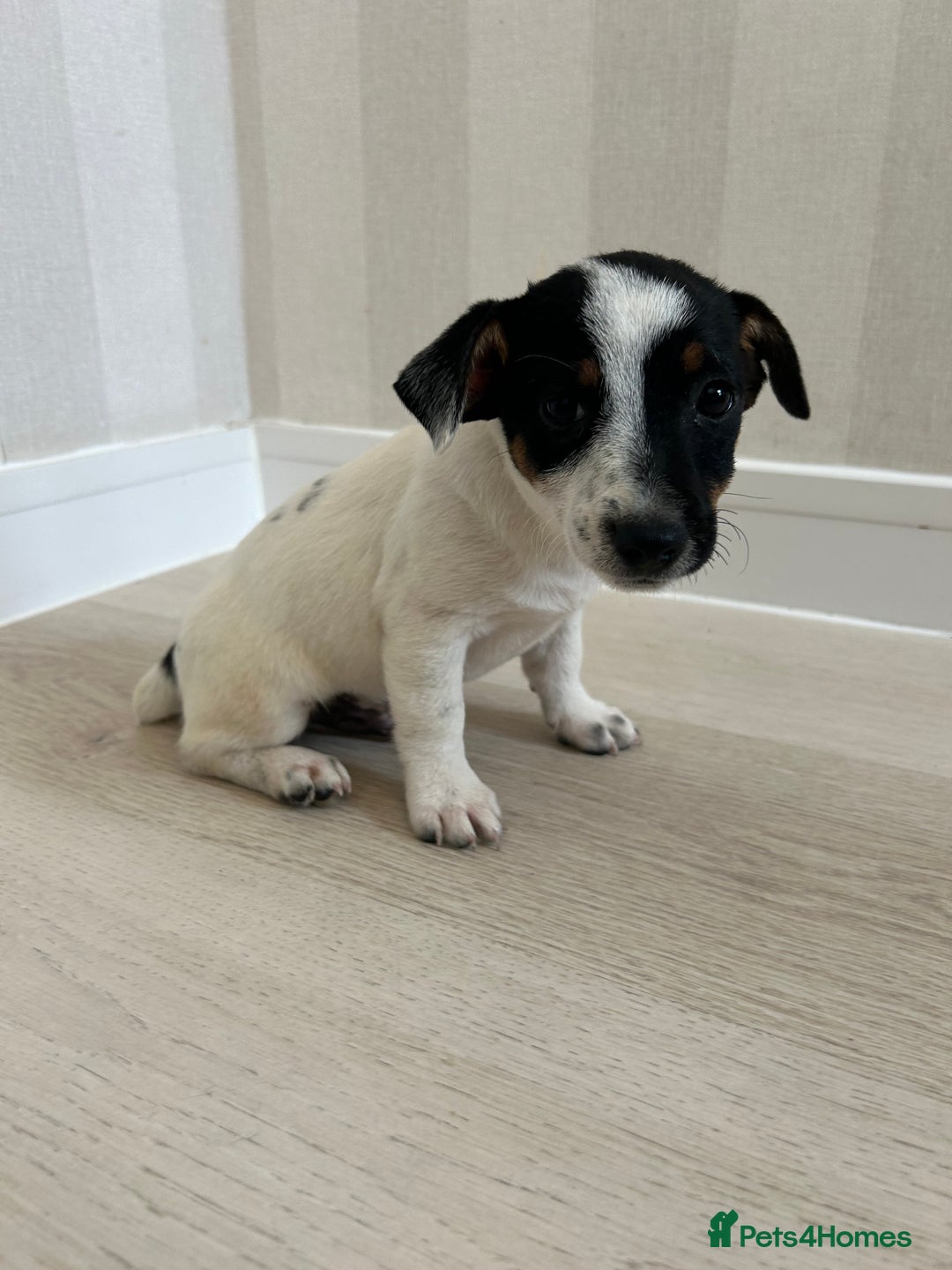 Mixed Breed dogs for sale: Jack Russell Boy  - Image 1