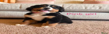 Bernese Mountain Dog 4