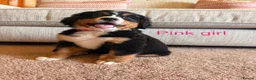 Bernese Mountain Dog dogs for sale: Beautiful Bernese Mountain pups available  in Carmarthen - Advert 11