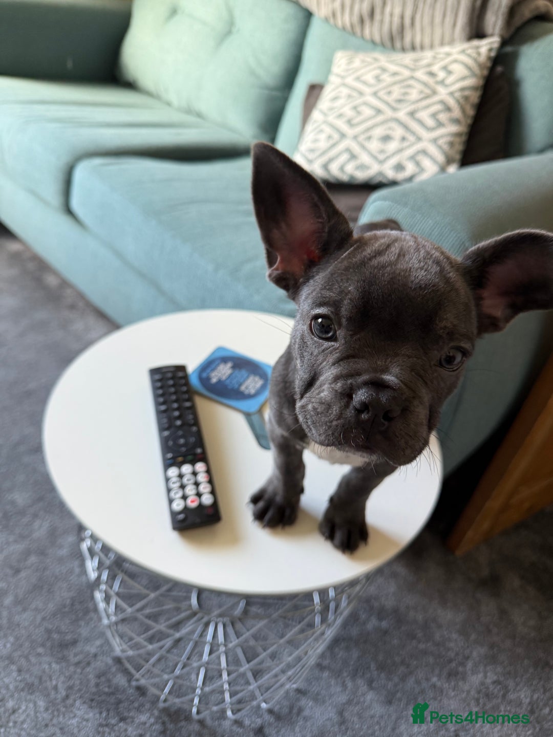 French Bulldog dogs for sale: Beautiful French Bulldog for sale  - Advert 3