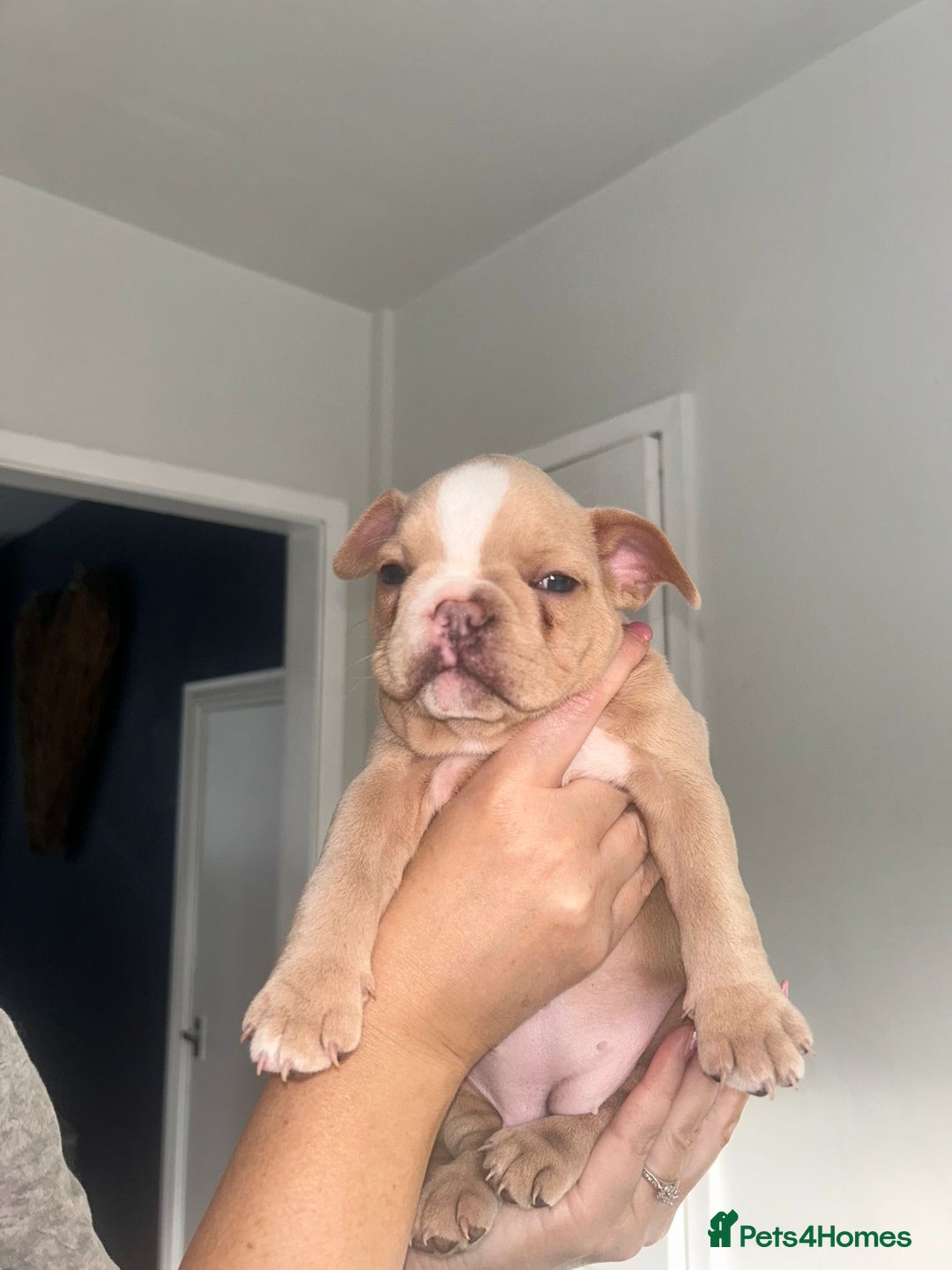 French Bulldog dogs for sale: French bulldog  - Image 11