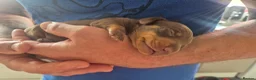 Miniature Dachshund dogs for sale: Stunning KC reg chocolate and tan pups  - Advert 3