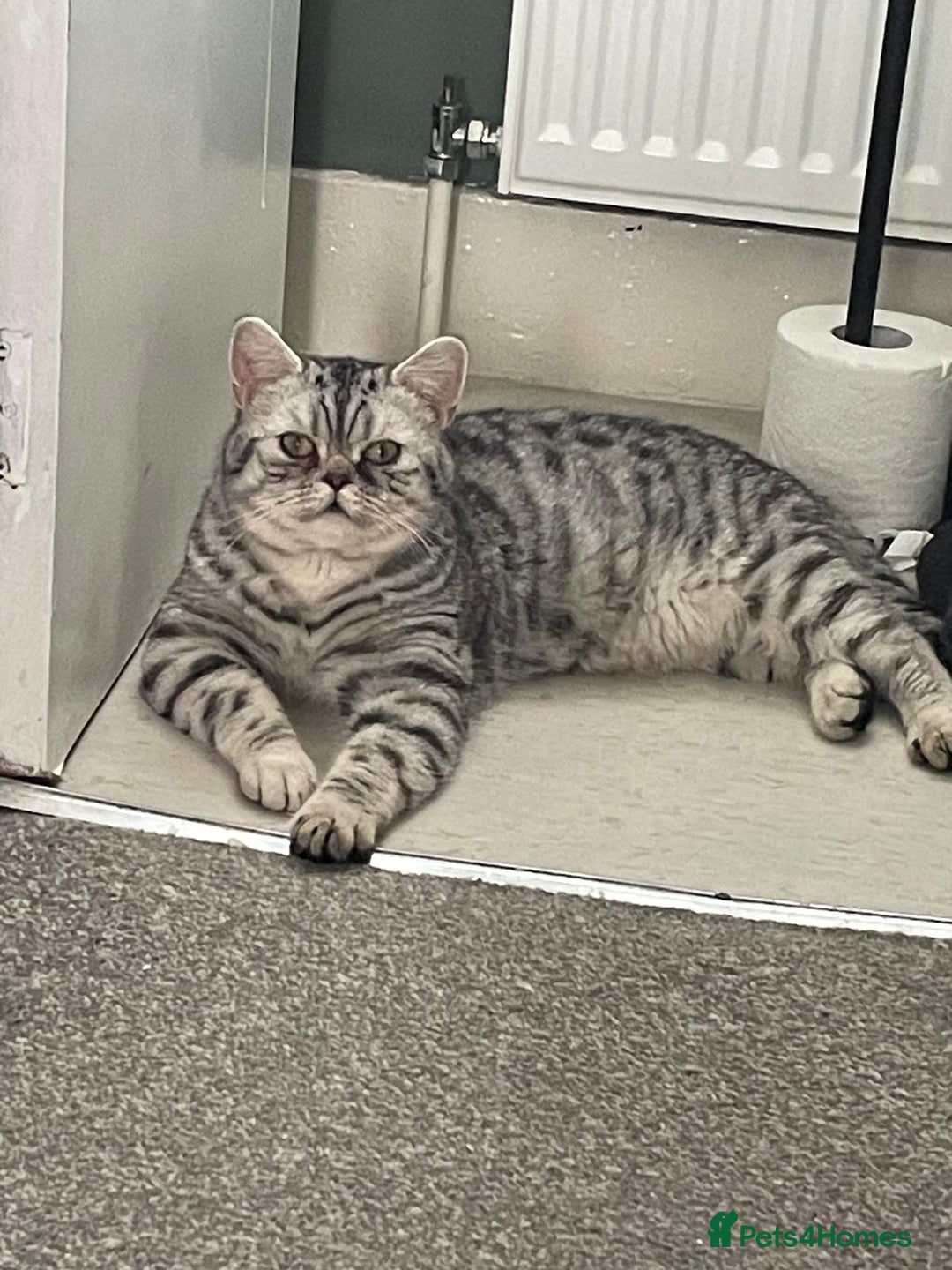 British Shorthair cats for sale: GCCf girl 9 months old. - Advert 6