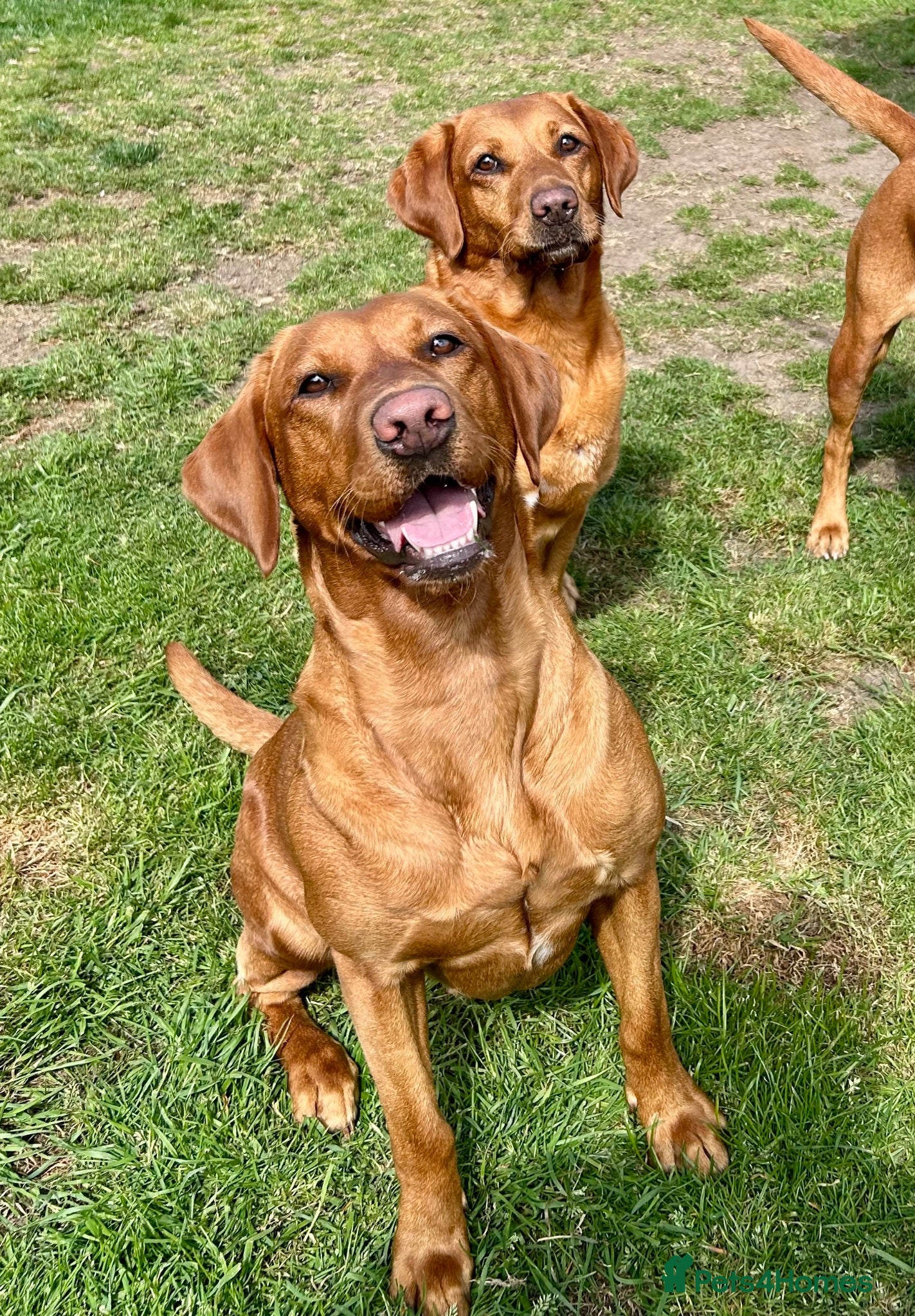 Labrador Retriever dogs EXCEPTIONAL KC reg DARK FOX RED LAB PUPS DUE  - Advert 2