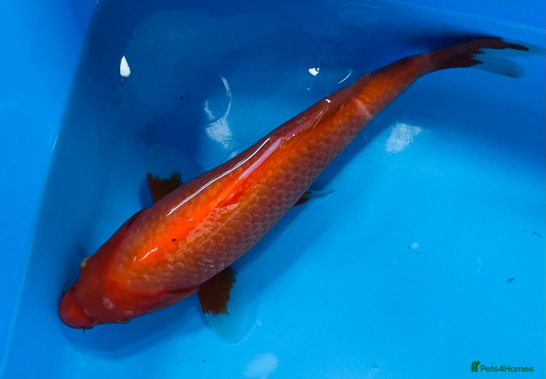 Koi Carp fish for sale: Koi carp - Image 6