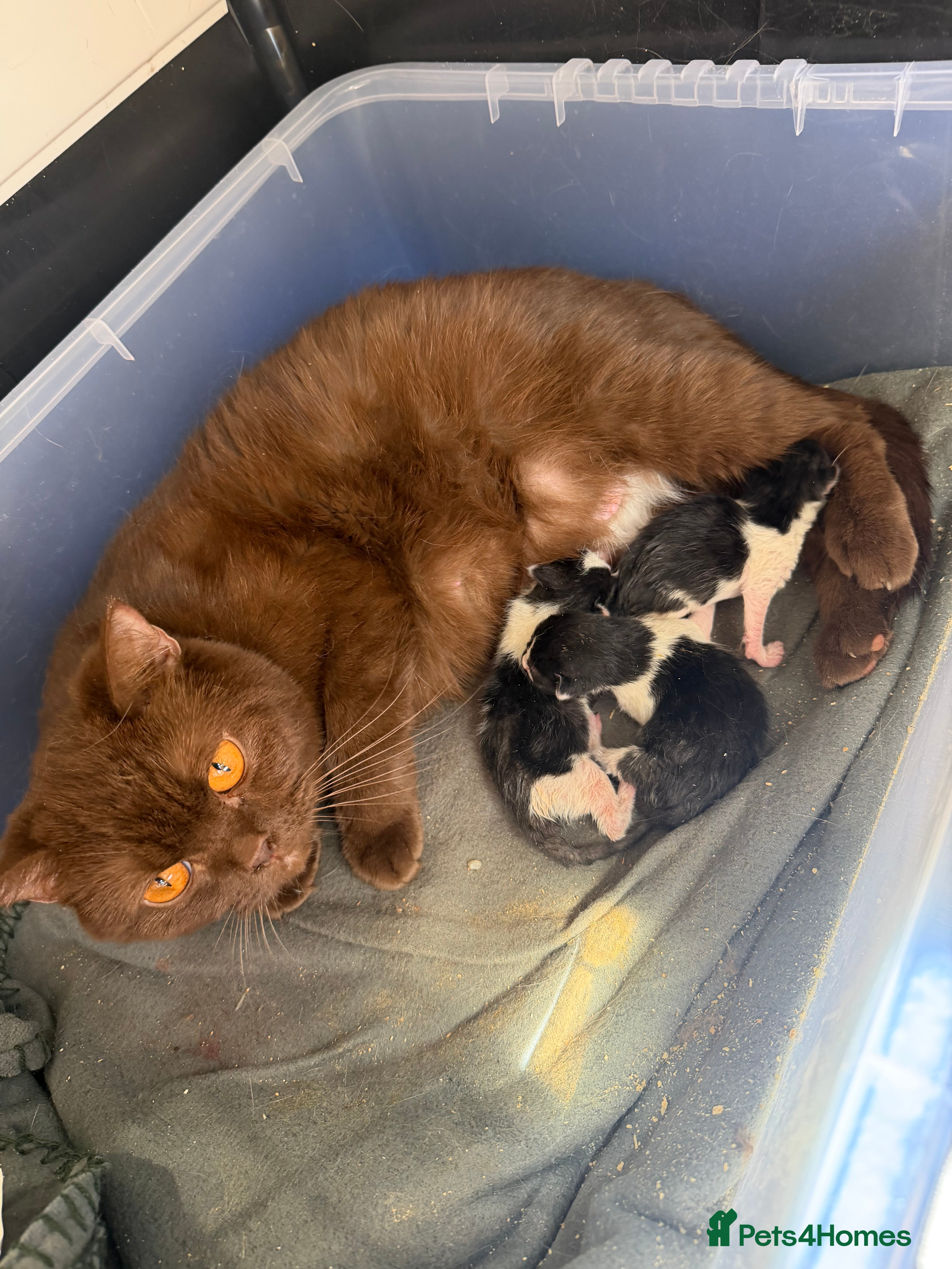 Mixed Breed cats for sale: British shorthair x domestic kittens  - Advert 2