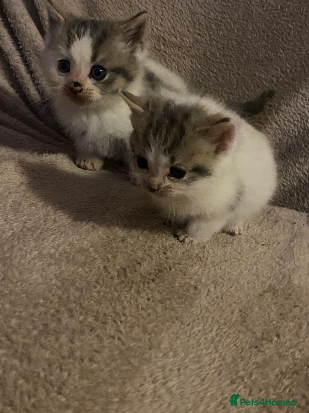 British Longhair cats for sale: Lovely Kittens - Advert 14