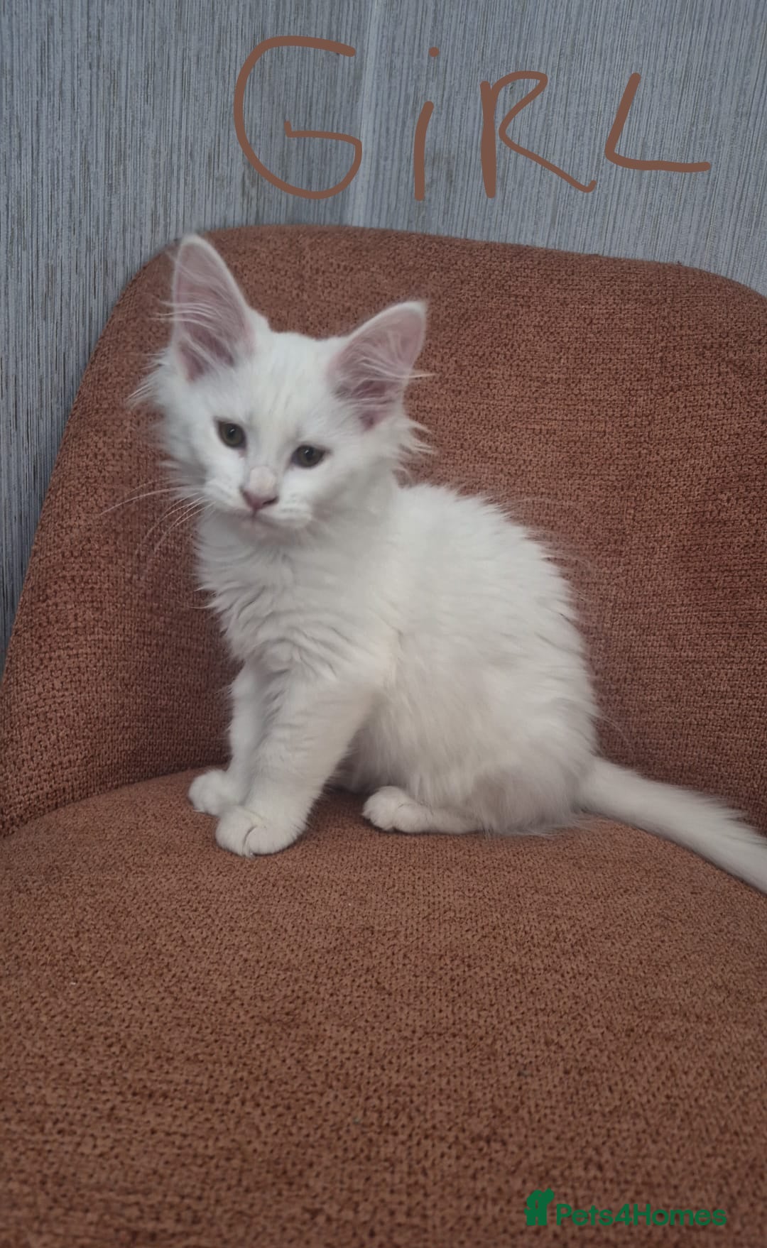 Maine Coon cats for sale: Avaible 2 last white Maine Coon girls - Advert 2
