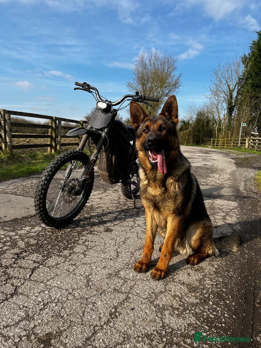 German Shepherd dogs for stud: Working line x show line german shepherd RHAEGAR in Manchester - Advert 7