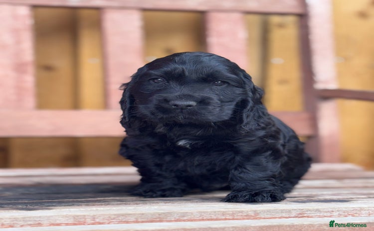 Cocker Spaniel dogs - Advert 5