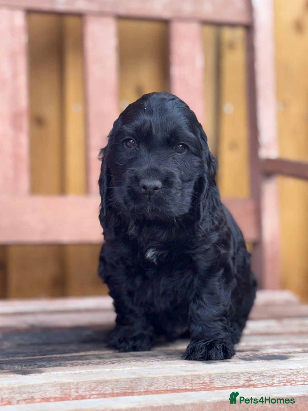 Cocker Spaniel dogs for sale: Health tested Champion parents show type male!!!  - Image 1