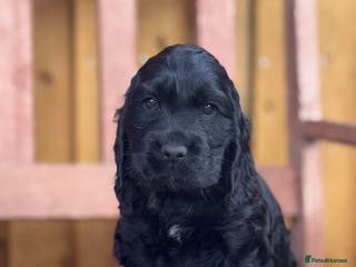 Cocker Spaniel dogs show type female!!! - Advert 5