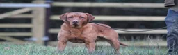 Labrador Retriever dogs for stud: Extensively Health Tested Fox Red Labrador Stud in Totnes - Advert 6