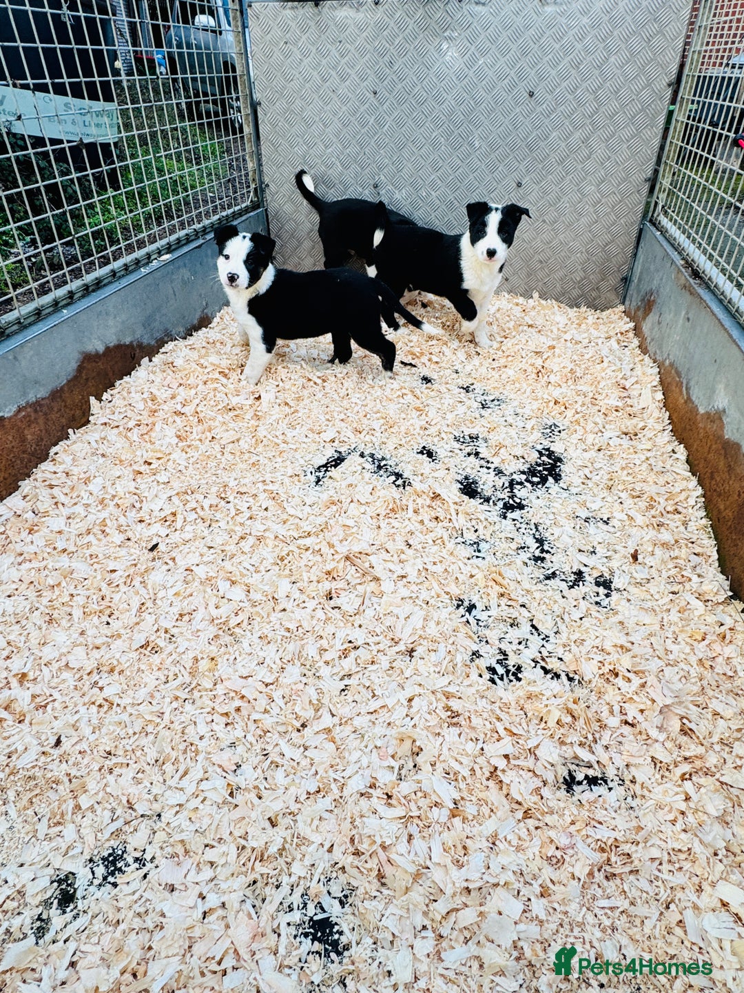 Border Collie dogs for sale: READY NOW border collie puppies one girl two boys  - Advert 7