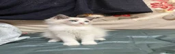 Ragdoll cats for sale: 2 left beautiful ragdoll male kittens - Advert 10