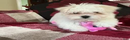 Maltese dogs for sale: Maltese puppy for sale  - Advert 8