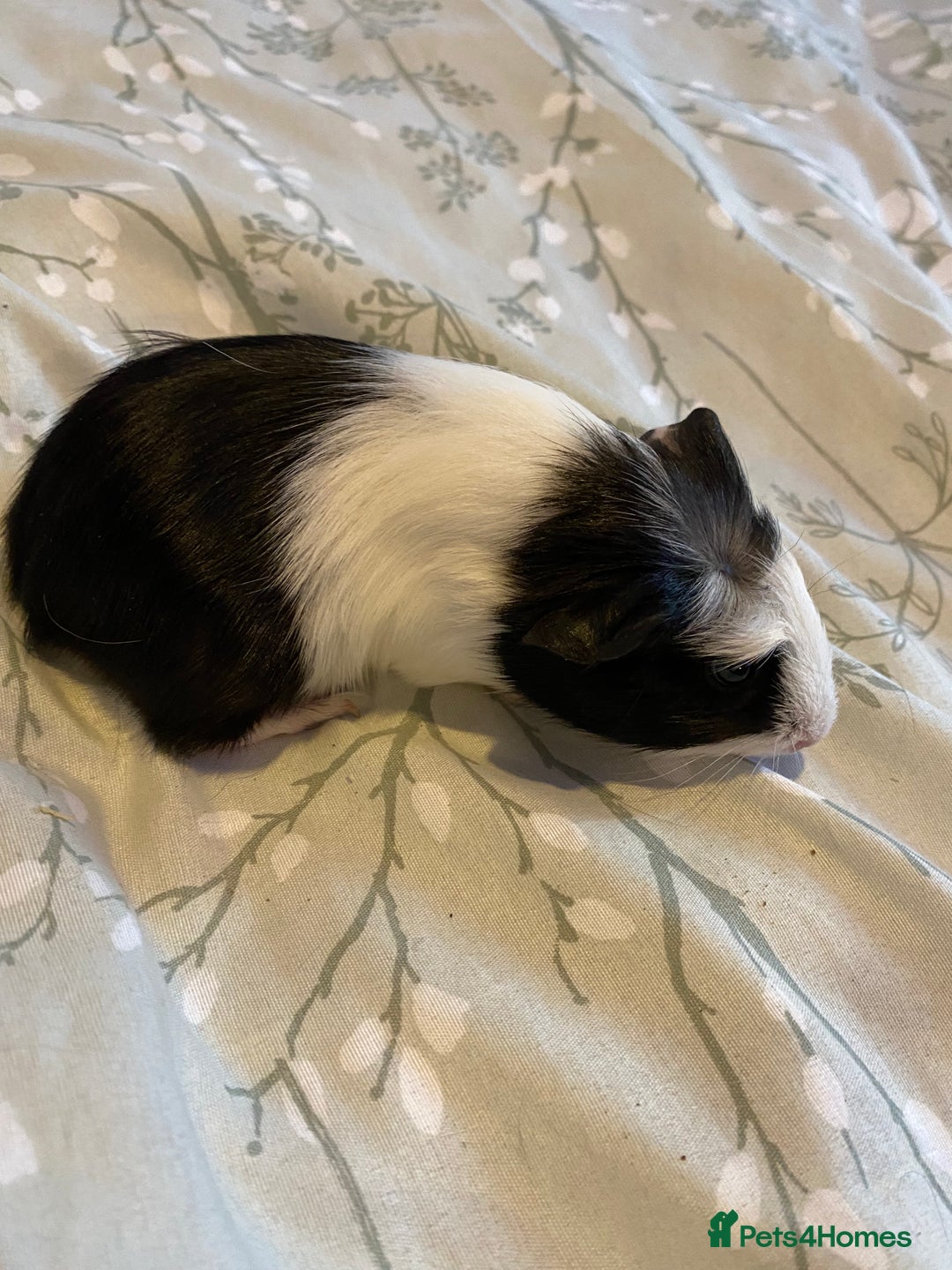 Guinea Pig rodents for sale: Guinea pigs  - Image 11