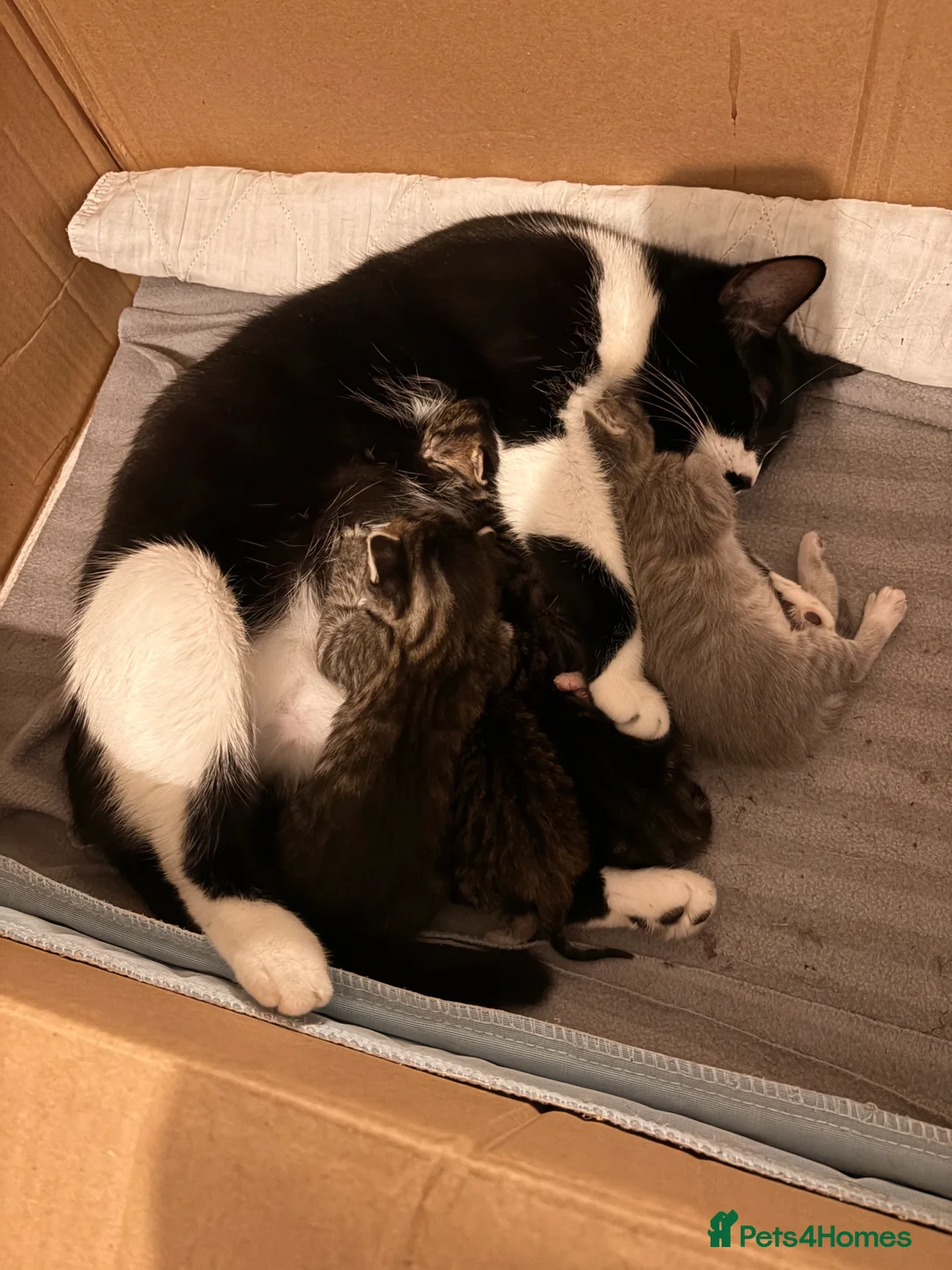 Domestic Shorthair cats for sale: Adorable Kittens - Advert 2