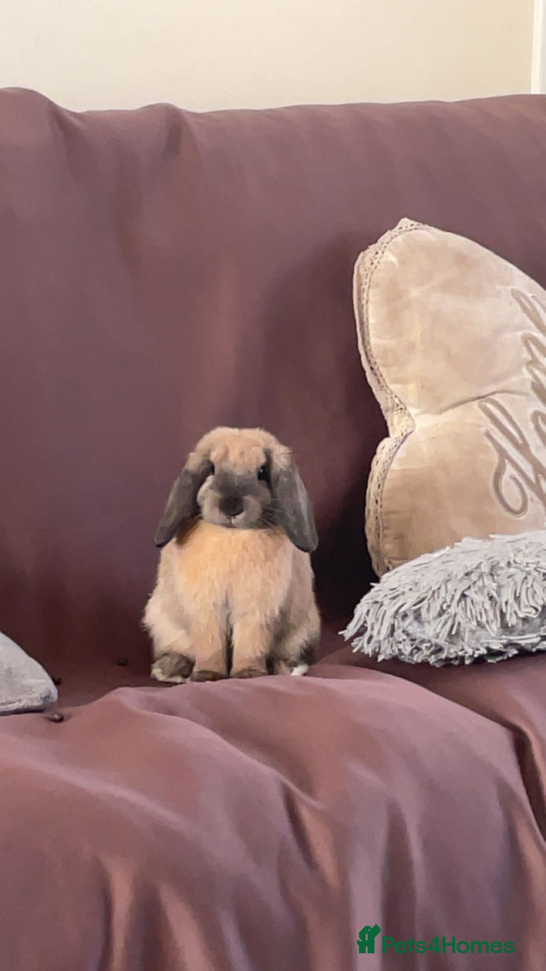 Mini Lop rabbits for sale: Meet Nyllah – Our Sweet Mini Lop Girl  - Advert 5