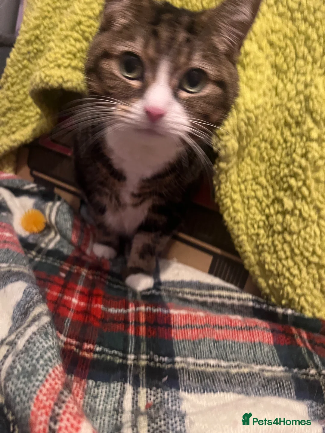 American Shorthair cats for sale: Sweet Lilly - Tabby  - Advert 2