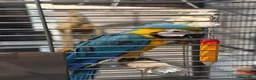 Macaws birds for sale: Blue and gold macaw  - Advert 3
