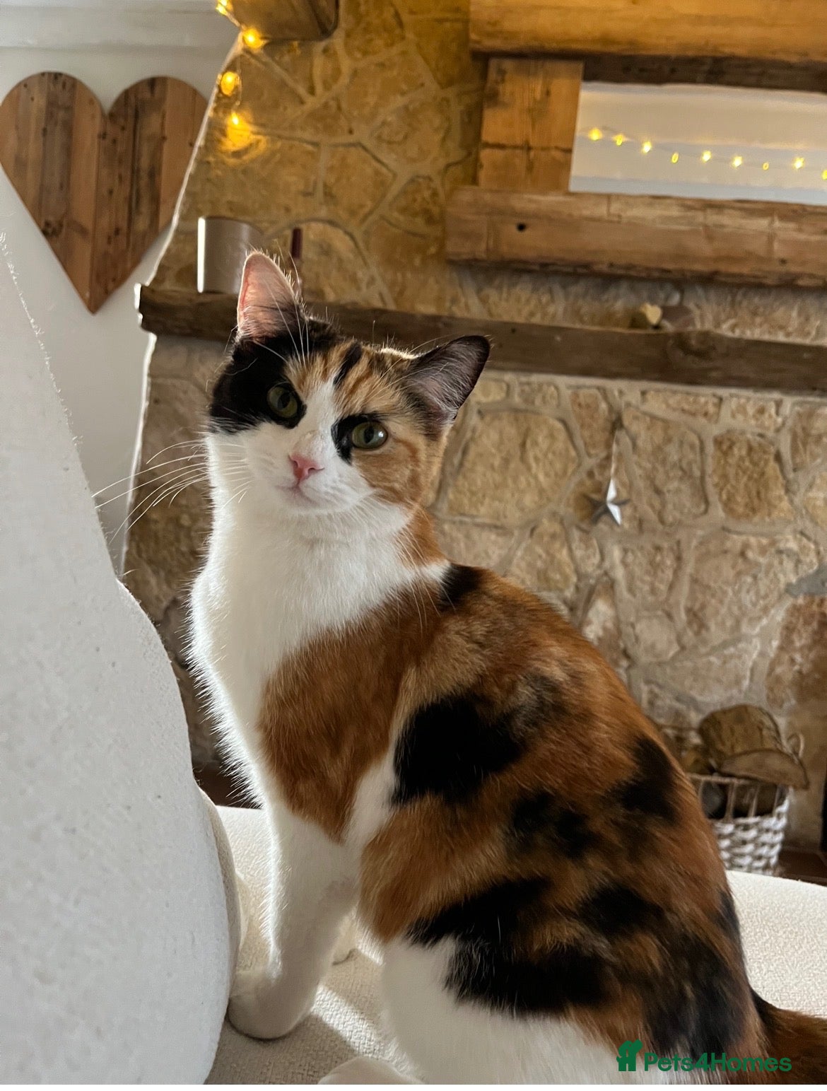 Mixed Breed cats x3 kittens  - Advert 3