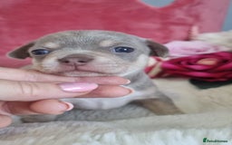 Chihuahua dogs for sale: Stunning litter of Kc reg Chihuahuas - Image 2