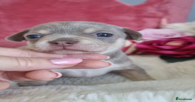 Chihuahua dogs - Advert 4
