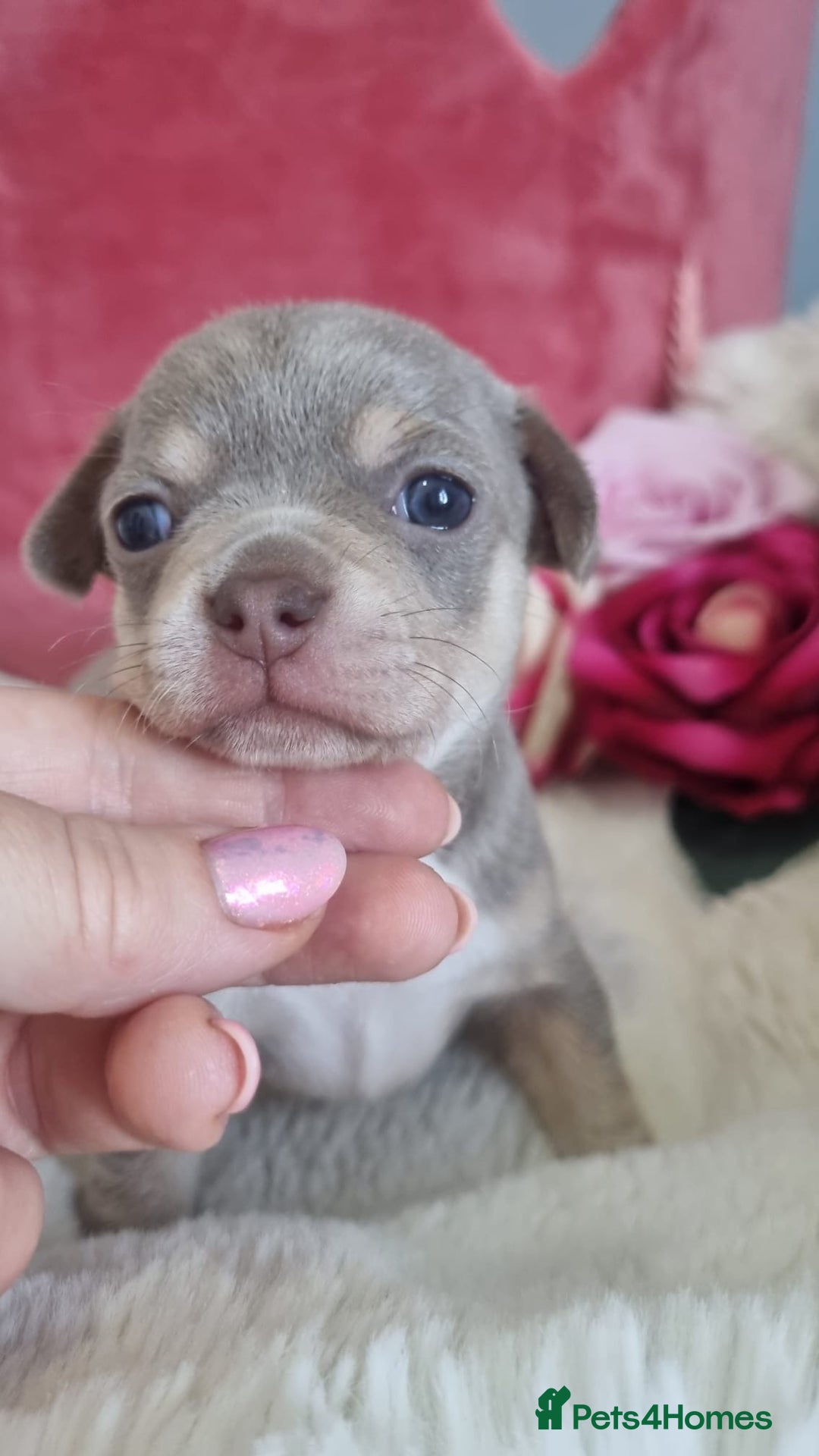 Chihuahua dogs for sale: Stunning litter of Kc reg Chihuahuas - Image 2