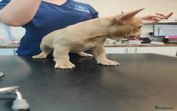 French Bulldog dogs for sale: 🐾Rare NewShade L4 French Bulldogs kC registered🐾 - Image 7