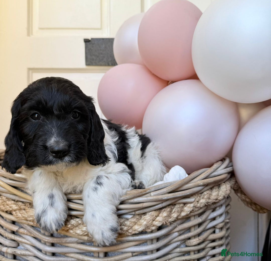 Cockapoo dogs for sale:  cockapoo puppies **READY GO GO** - Image 24