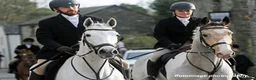 English Thoroughbred horses for sale: POPPY 16.1HH 8 YEAR OLD BOMBPROOF ALL ROUNDER - Advert 2
