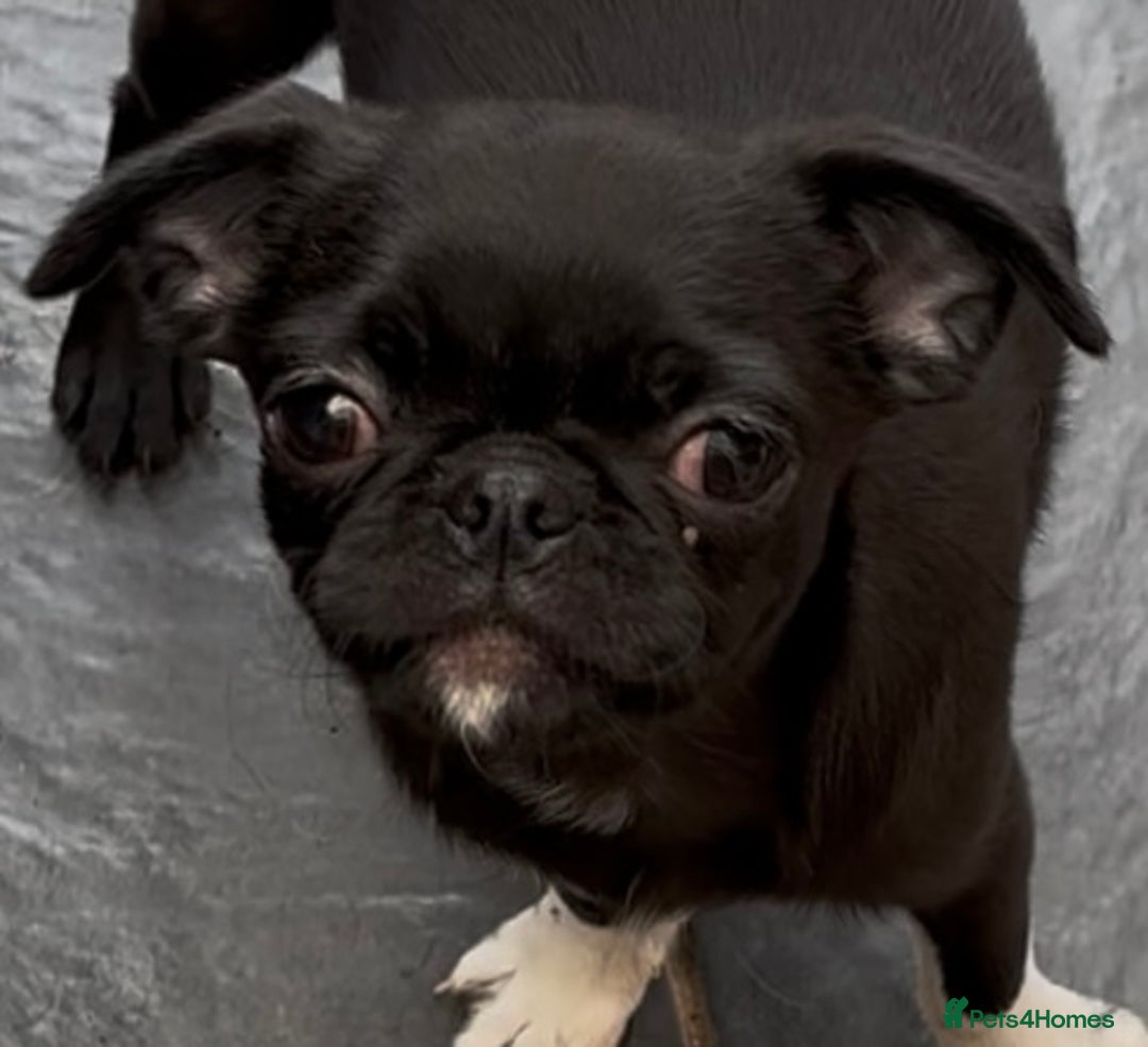Chug dogs for sale: 2 Chug boys for sale  - Image 8