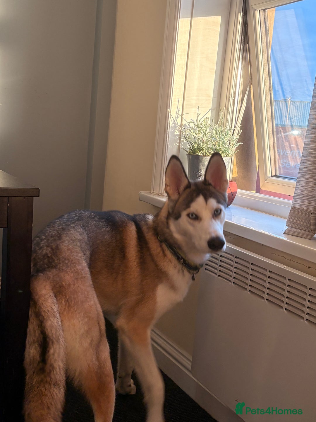 Siberian Husky dogs for sale: ASAP beautiful husky/malamute boy - Image 12