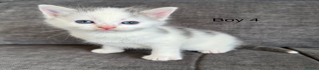Domestic Shorthair Kitten 4