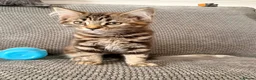Maine Coon cats for sale: Pedigree Maine Coon Kittens - Advert 3