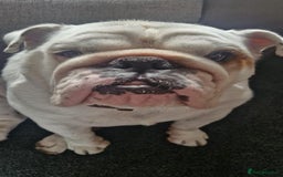 English Bulldog dogs for sale: Neil  - Image 13