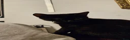 Scottish Fold cats for sale: Healthy scotish fold mix - Advert 17