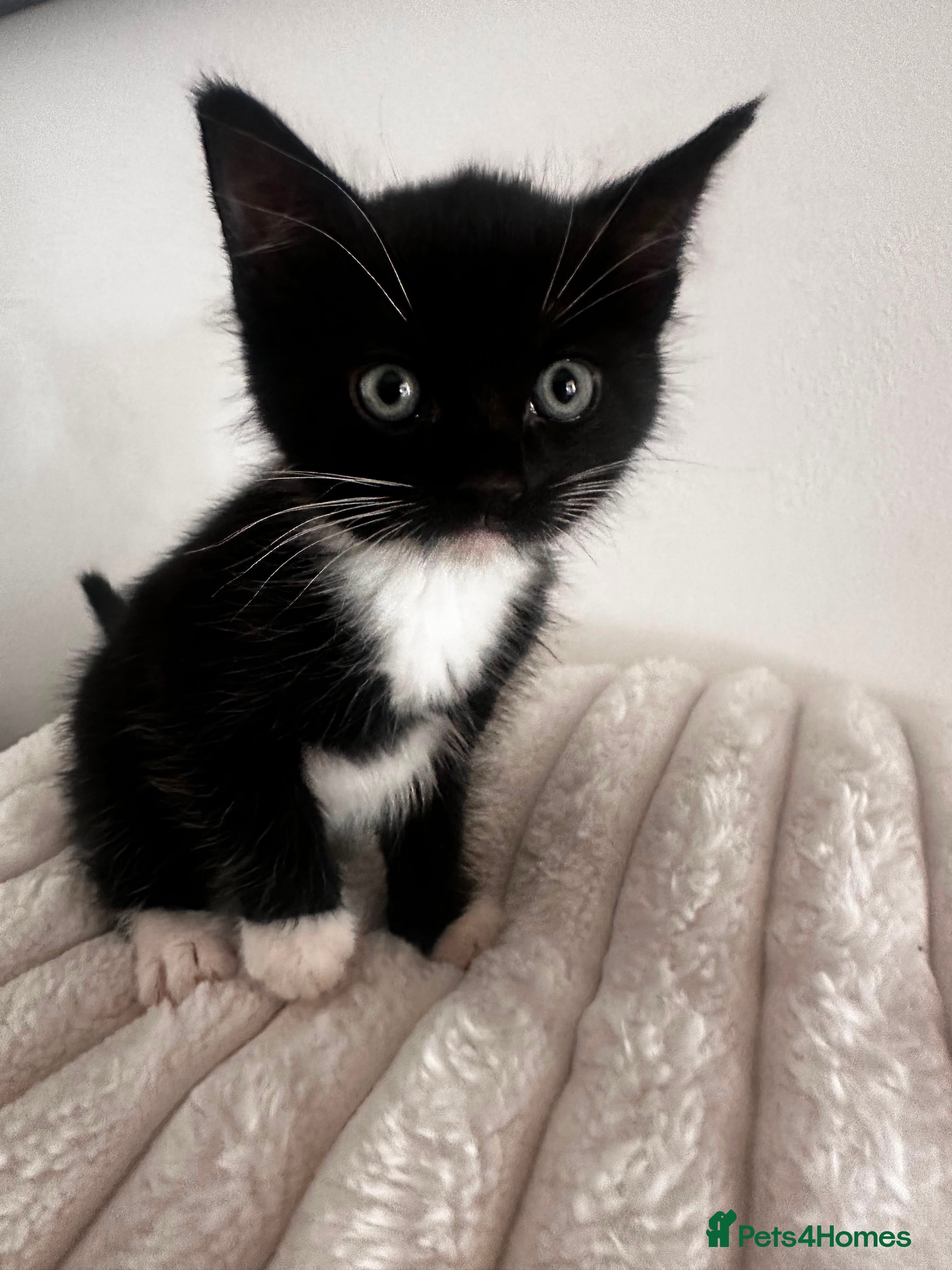 Mixed Breed cats Adorable kittens  - Advert 2