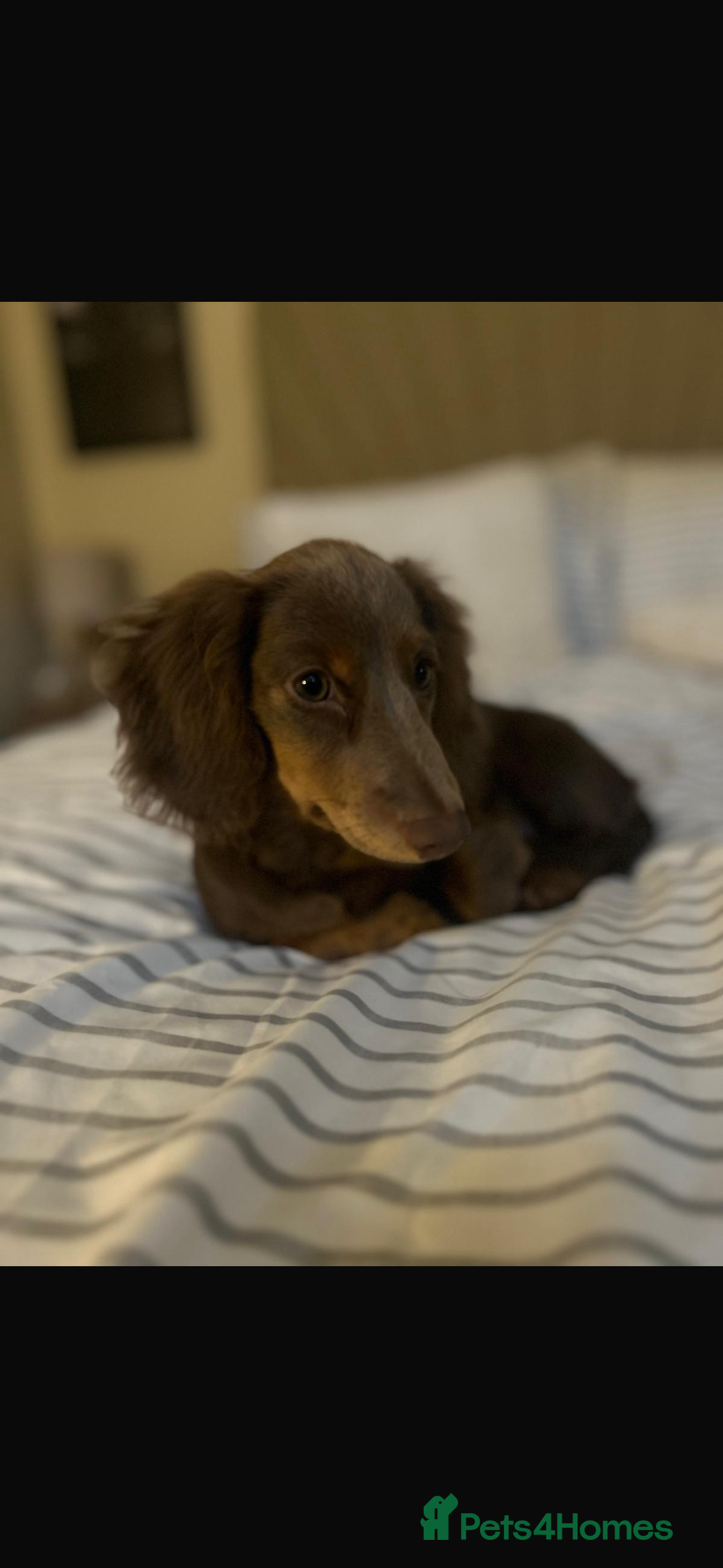 Miniature Dachshund dogs for sale: Miniature Long haired Dachshund Lilac and Tan - Image 3