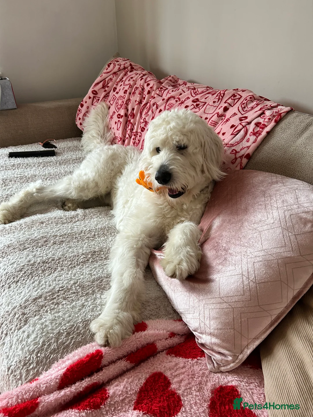 Goldendoodle dogs for sale: Goldendoodle male- Wolfie  - Advert 3