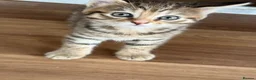 Norwegian Forest Cat cats for sale: 3 stunning half Norwegian kittens left - Advert 15