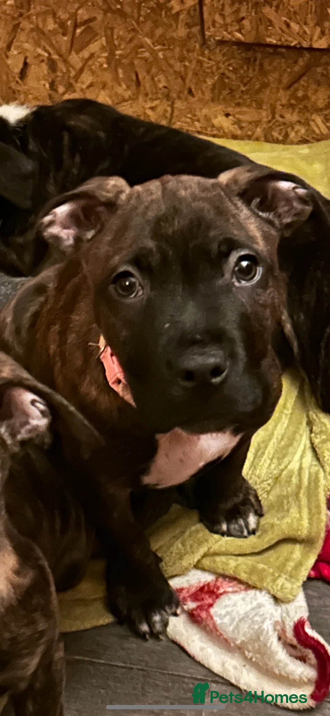 Mixed Breed dogs for sale: 2 Female Presa Canario x American Bulldog puppies - Advert 2