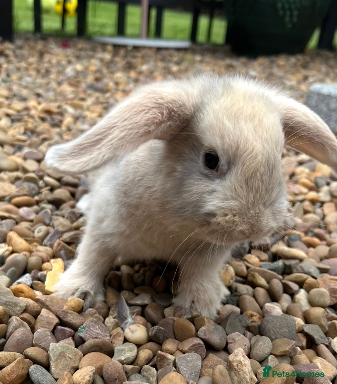Mini Lop rabbits for sale: Mini Lops Ready now!!!!  in Coalville - Image 18