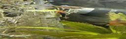 Plecos fish for sale: Young bristlenose pleco - Advert 7